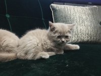 Safkan British Lilac Yavrular