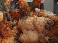 Buff brahma kuluçkalık yumurta