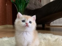 Güzeller güzeli british shorthair luna