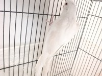 Dişi Albino Sultan Papağanı