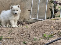 Show Kalite Samoyed Bebekler