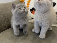 Efsane güzellikte british shorthair bebekler