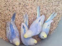 35 Günlük Rainbow Muhabbet Kuşlar