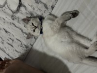 3 Aylık British Shorthair