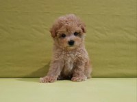 Irk Garantili Maltipoo Yavruları