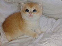 Show Kalite Safkan Golden Bebek Kediler