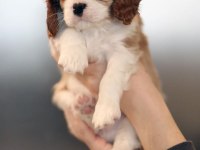Cavalier King Charles Yavruları