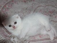 Safkan Beyaz Scottish Fold Yavrularımız