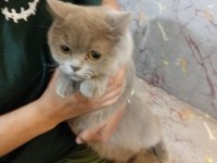 Dişi British Shorthair 11 Aylık