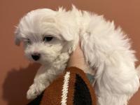 Karbeyaz Maltese Terrier Bebekler