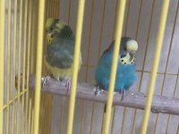 Genç çift uysal kuşlarımız