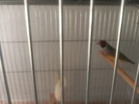 Anaç Damızlık Özel Renk İspinoz