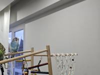 1.5 Aylık Muhabbet Kuşumu Sahiplendiriyorum