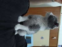 2 Aylık Scottish Fold Dişi Acil