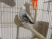 1 çift 4 yavru 1 erkek muhabbet kuşlar