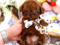 Safkan Toy Poodle Bebeklerimiz İçin Ulaşın