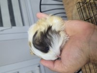 Fethiyede guinea pigler sizleri bekliyor