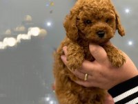 Irk garantili poodle yavruları