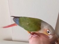 Konur papağanı full evcil her ile güvenli gönderim yapıyoruz