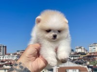 Ayı Surat Pomeranian Boo Köpekler