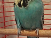 Show Jumbo Erkek Muhabbet Kuşu