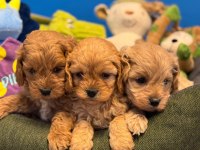 Irk garantili red maltipoo yavrularımız