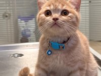 2 yaş oyuncu turuncu british kedimiz