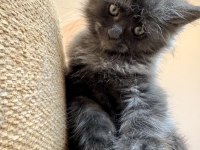 Safkan black smoke blue smoke red solid maine coon bebekler