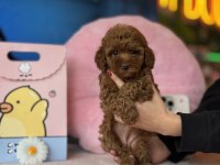 Irk ve sağlık garantili toy poodle