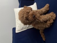 Toy Poodle Köpeği