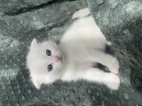 Maviş Yavru 35 Günlük Erkek Kedimiz Kar Tapu