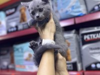 A Kalite British Kediler