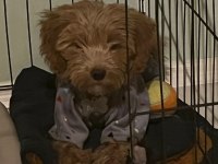 Acil maltipoo yavru aşılı cipli tuvalet eğitimi var