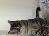 Ücretsiz Sahiplendirme Tekir Kedimiz