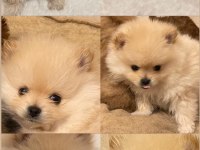 Safkan Pomeranian Boo Bebekler 2 Aylık