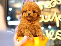Yavru Toy Poodle