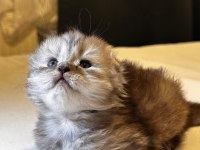 2 Aylık Ayı Surat Uzun Tüylü Scottish Fold