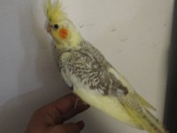 45 Günlük Sultan Papağanı