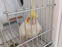 Evcil Yavru Sultan Papağanı