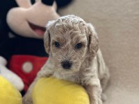 Toy Poodle Yavrusu Köpekler