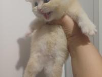 Altın Top Güzel British Shorthair Oğlan