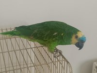 1 yaşında blue front amazon papağanı konuşmada sınırları zorlar