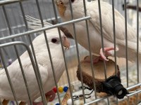 En Büyüğü 4 Aylık 2 Çift Sultan Papağanları