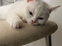 Güzeller güzeli british shorthair