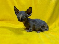 Yurtdışından Özel İstek Üzerine Sfenks