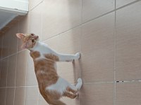 Ücretsiz sahiplendirme kedimiz