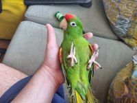 Üst Düzey Red Crowned Konur Papağanım