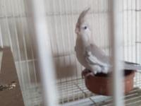 8 Adet Yavru Yeme Düşmüş Yavru Sultan Papağanı