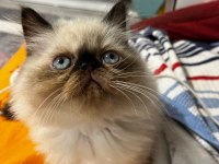 İran Kedisi Yavrularımız Yeni Yuvalarını Arıyor