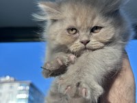 2 Tane Çok Güzel British Kediler Sahiplerini Bekliyor